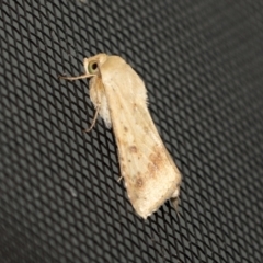 Helicoverpa (genus) (A bollworm) at Higgins, ACT - 12 Nov 2022 by AlisonMilton