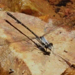 Austroargiolestes calcaris (Powdered Flatwing) at Cotter River, ACT - 29 Nov 2022 by JohnBundock