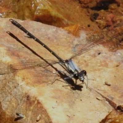 Austroargiolestes calcaris (Powdered Flatwing) at Lower Cotter Catchment - 29 Nov 2022 by JohnBundock