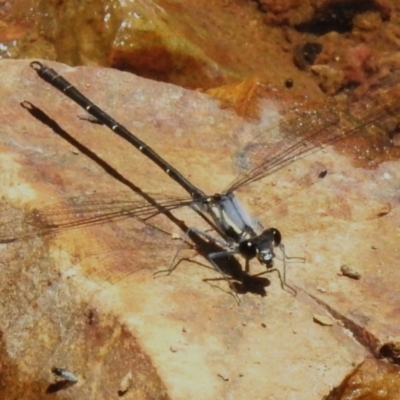 Austroargiolestes calcaris (Powdered Flatwing) at Cotter River, ACT - 29 Nov 2022 by JohnBundock