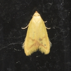 Aeolothapsa malacella (A Concealer moth) at Higgins, ACT - 13 Nov 2022 by AlisonMilton