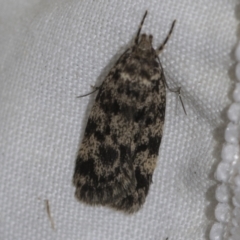 Barea subviridella (A Concealer moth) at Higgins, ACT - 13 Nov 2022 by AlisonMilton