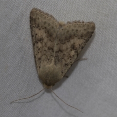 Helicoverpa (genus) (A bollworm) at Higgins, ACT - 13 Nov 2022 by AlisonMilton