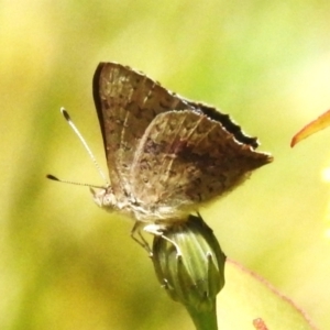 Paralucia aurifera at Cotter River, ACT - 29 Nov 2022