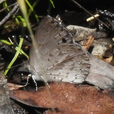 Erina hyacinthina (Varied Dusky-blue) at Lower Cotter Catchment - 29 Nov 2022 by JohnBundock