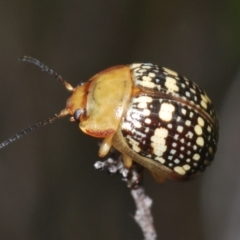 Paropsis pictipennis (Tea-tree button beetle) at Tidbinbilla Nature Reserve - 24 Nov 2022 by Harrisi