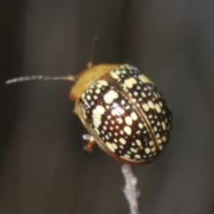 Paropsis pictipennis at Paddys River, ACT - 24 Nov 2022 03:25 PM