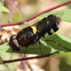 Odontomyia hunteri (Soldier fly) at Melba, ACT - 18 Nov 2022 by naturedude