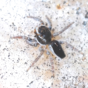 Maratus proszynskii at Tidbinbilla Nature Reserve - 24 Nov 2022