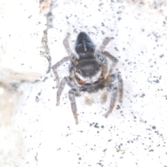 Maratus proszynskii at Tidbinbilla Nature Reserve - 24 Nov 2022