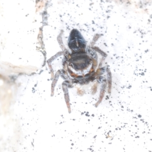 Maratus proszynskii at Tidbinbilla Nature Reserve - 24 Nov 2022