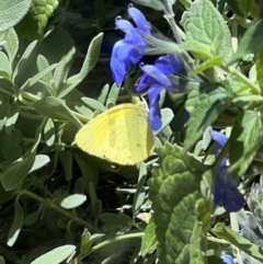 Eurema smilax (Small Grass-yellow) at Murrumbateman, NSW - 26 Nov 2022 by SimoneC