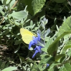 Eurema smilax at Murrumbateman, NSW - 26 Nov 2022