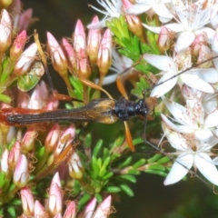 Macrones besti (Longhorn beetle) at Paddys River, ACT - 24 Nov 2022 by Harrisi