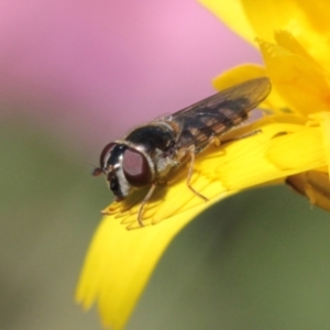 Melangyna sp. (genus) at Melba, ACT - 16 Nov 2022