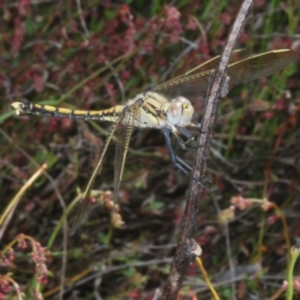 Orthetrum caledonicum at Paddys River, ACT - 27 Nov 2022 04:02 PM