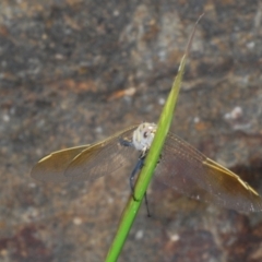 Orthetrum caledonicum at Paddys River, ACT - 27 Nov 2022 04:02 PM