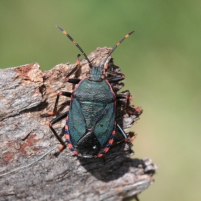 Notius depressus (Shield bug) at Melba, ACT - 18 Nov 2022 by naturedude