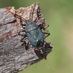 Notius depressus at Melba, ACT - 18 Nov 2022 03:04 PM