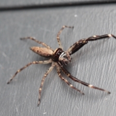 Helpis minitabunda (Threatening jumping spider) at Melba, ACT - 19 Nov 2022 by naturedude