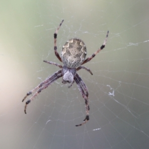 Araneus hamiltoni at Throsby, ACT - 29 Nov 2022