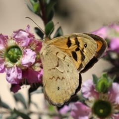 Heteronympha merope at Acton, ACT - 29 Nov 2022