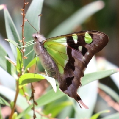 Graphium macleayanum (Macleay's Swallowtail) at ANBG - 29 Nov 2022 by RodDeb