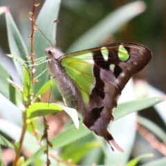 Graphium macleayanum (Macleay's Swallowtail) at Acton, ACT - 29 Nov 2022 by RodDeb