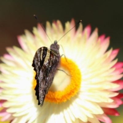 Vanessa itea (Yellow Admiral) at Acton, ACT - 29 Nov 2022 by RodDeb