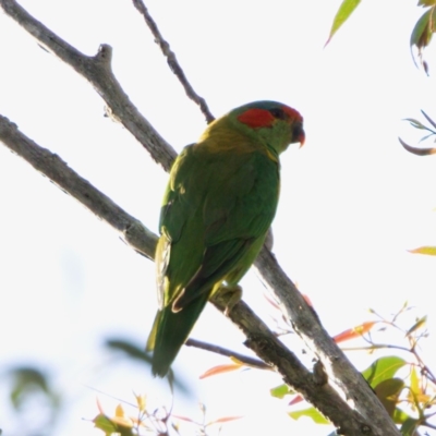 Glossopsitta concinna (Musk Lorikeet) at Molonglo River Reserve - 29 Nov 2022 by KorinneM