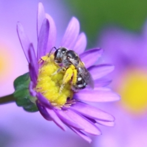 Lasioglossum (Chilalictus) sp. (genus & subgenus) at Acton, ACT - 29 Nov 2022