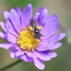 Lasioglossum (Chilalictus) sp. (genus & subgenus) at Acton, ACT - 29 Nov 2022