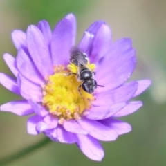 Lasioglossum (Chilalictus) sp. (genus & subgenus) at Acton, ACT - 29 Nov 2022