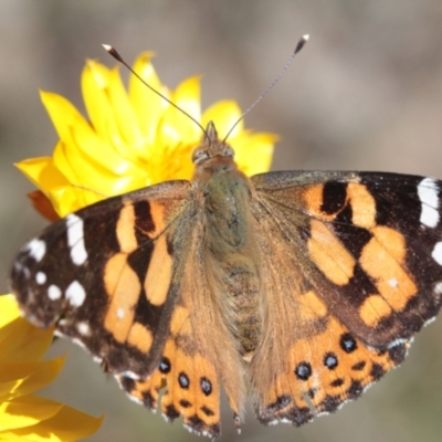 Vanessa kershawi (Australian Painted Lady) at Throsby, ACT - 24 Nov 2022 by naturedude