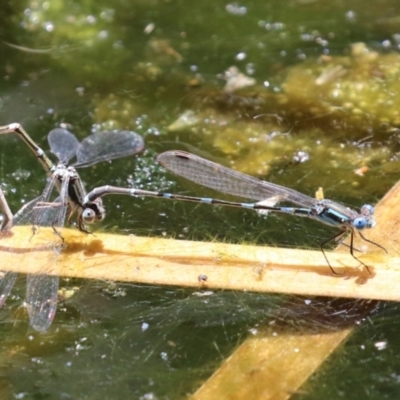 Austrolestes leda (Wandering Ringtail) at Acton, ACT - 29 Nov 2022 by RodDeb