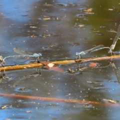 Austrolestes leda at Acton, ACT - 29 Nov 2022