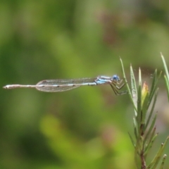 Austrolestes leda at Acton, ACT - 29 Nov 2022 12:32 PM