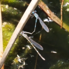 Austrolestes leda at Acton, ACT - 29 Nov 2022