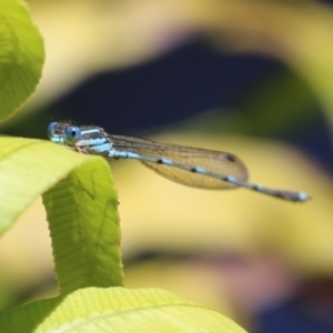 Austrolestes leda at Acton, ACT - 29 Nov 2022 12:32 PM