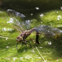 Adversaeschna brevistyla (Blue-spotted Hawker) at ANBG - 29 Nov 2022 by RodDeb