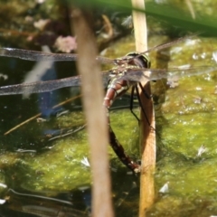 Adversaeschna brevistyla at Acton, ACT - 29 Nov 2022