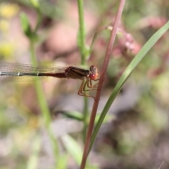 Xanthagrion erythroneurum (Red & Blue Damsel) at Throsby, ACT - 24 Nov 2022 by naturedude