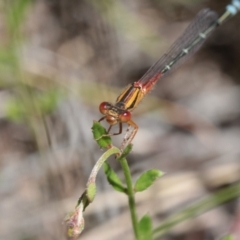 Xanthagrion erythroneurum at Throsby, ACT - 24 Nov 2022