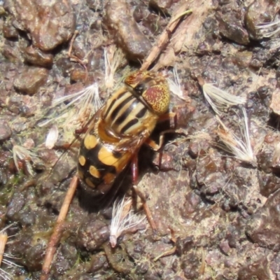 Eristalinus punctulatus (Golden Native Drone Fly) at Acton, ACT - 29 Nov 2022 by RodDeb