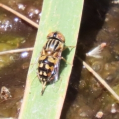 Eristalinus punctulatus at Acton, ACT - 29 Nov 2022