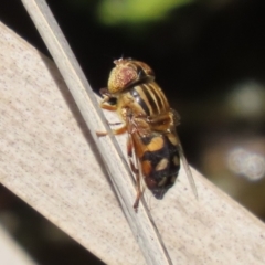 Eristalinus punctulatus at Acton, ACT - 29 Nov 2022