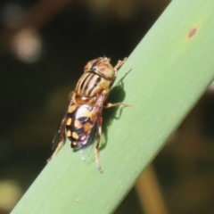 Eristalinus punctulatus at Acton, ACT - 29 Nov 2022