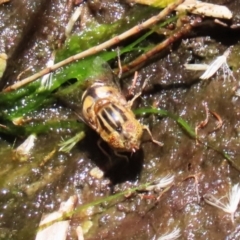 Eristalinus punctulatus at Acton, ACT - 29 Nov 2022