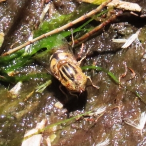 Eristalinus punctulatus at Acton, ACT - 29 Nov 2022