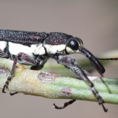 Rhinotia sp. in brunnea-group (A belid weevil) at Mulligans Flat - 24 Nov 2022 by naturedude